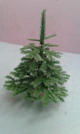 Miniatür şam ağacı — Tamerlan