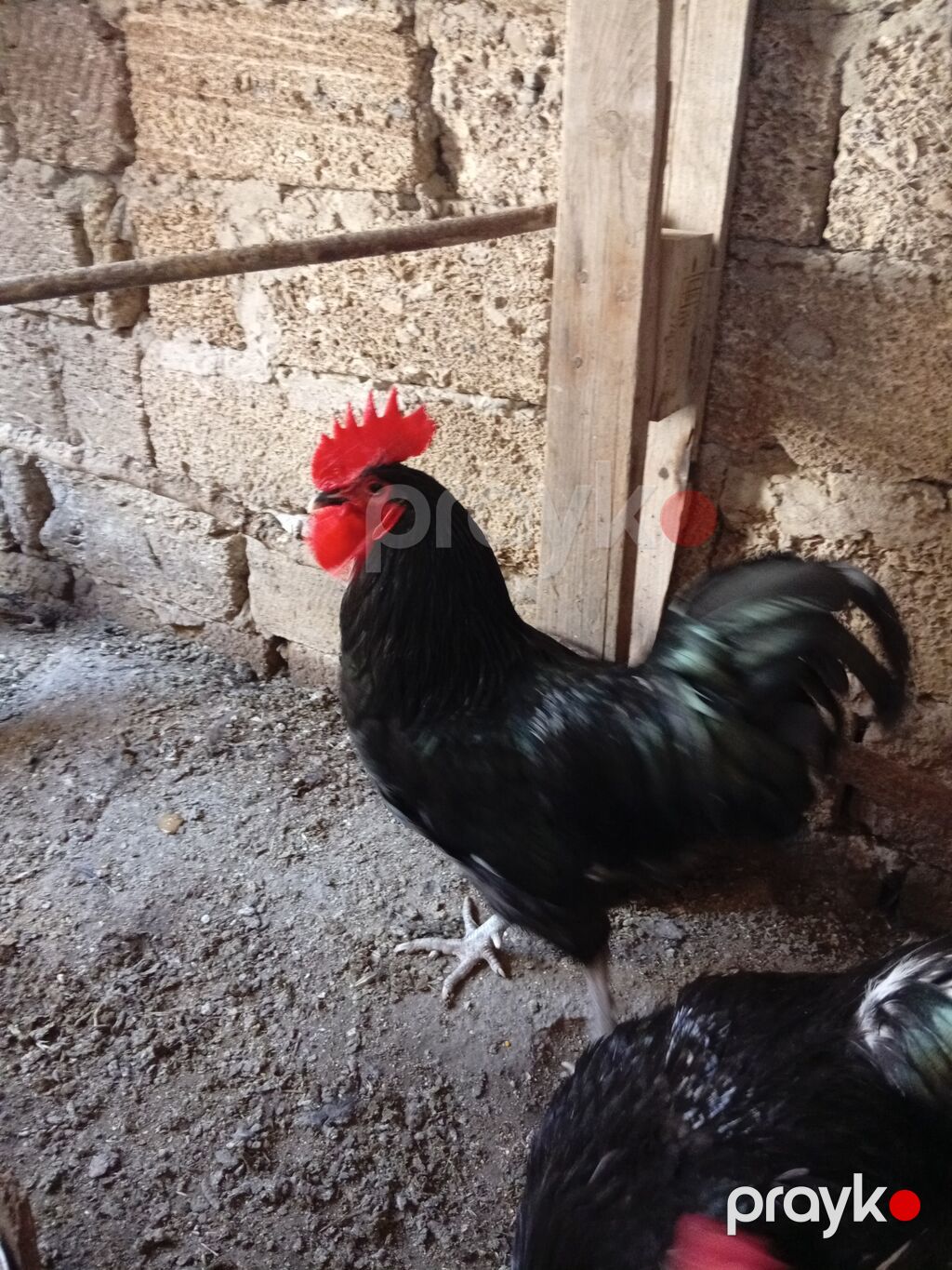 Xoruz, il: >5 Ünvandan götürmə — Toyuq və xoruz, Bakı (5)