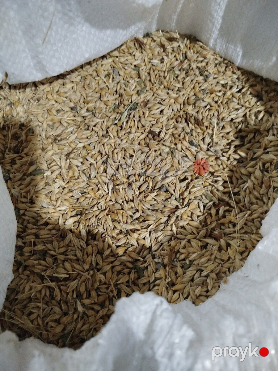 Arpa — Heyvan malları, Siyəzən (3)