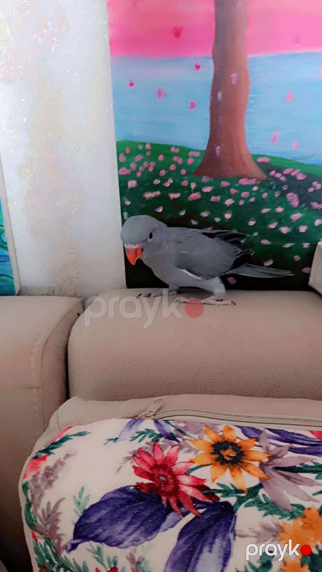 Barter Yoxdur Ojirelivi bala əldə bəslənir wp aktifdir ünvan — Tutyun papağayı, Masazır (5)