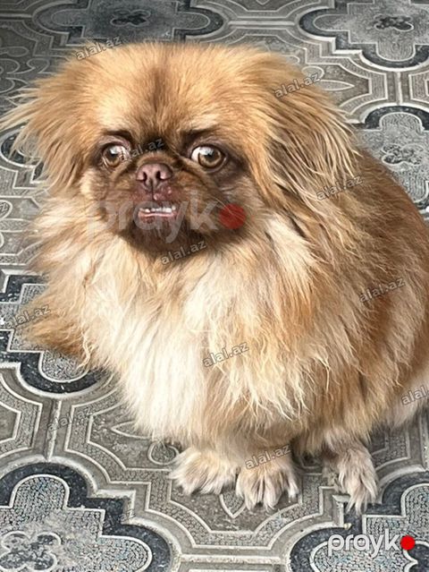 Pekines — Xırdalan