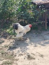 Xoruz, Brama, il: 1 — Toyuqlar və cücələr