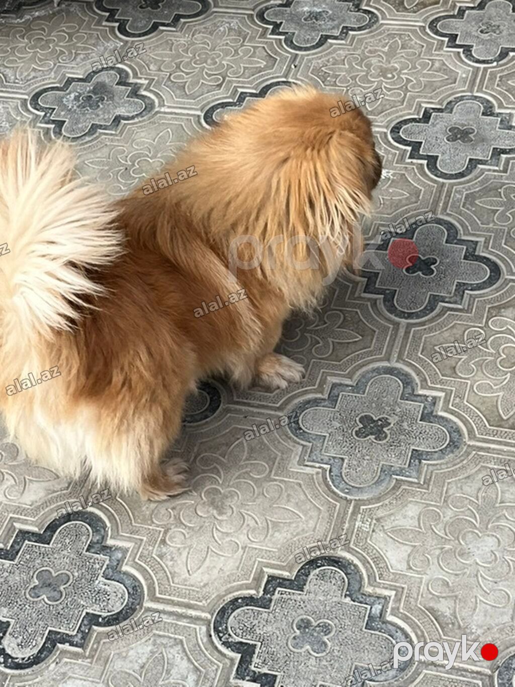 Pekines — Heyvanlar, Xırdalan (3)