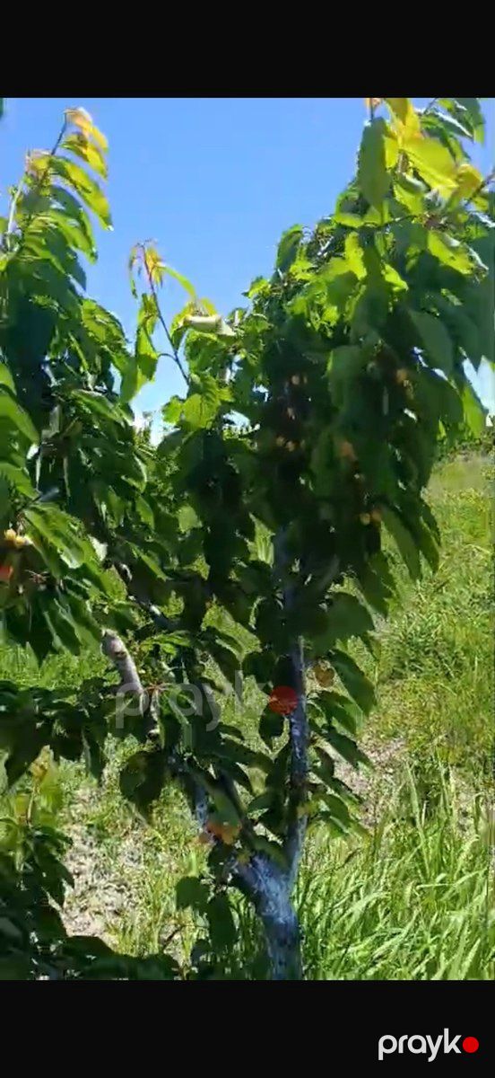 3400 sot torpaq sahəsi, Ağdaş r — Torpaq, Ağdaş (4)