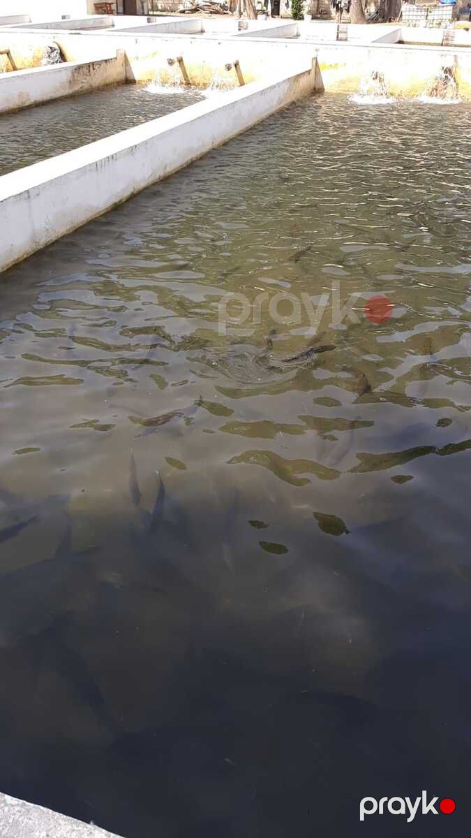 Satılır obyekt 5000 m² — Əmlak, Xaçmaz (10)