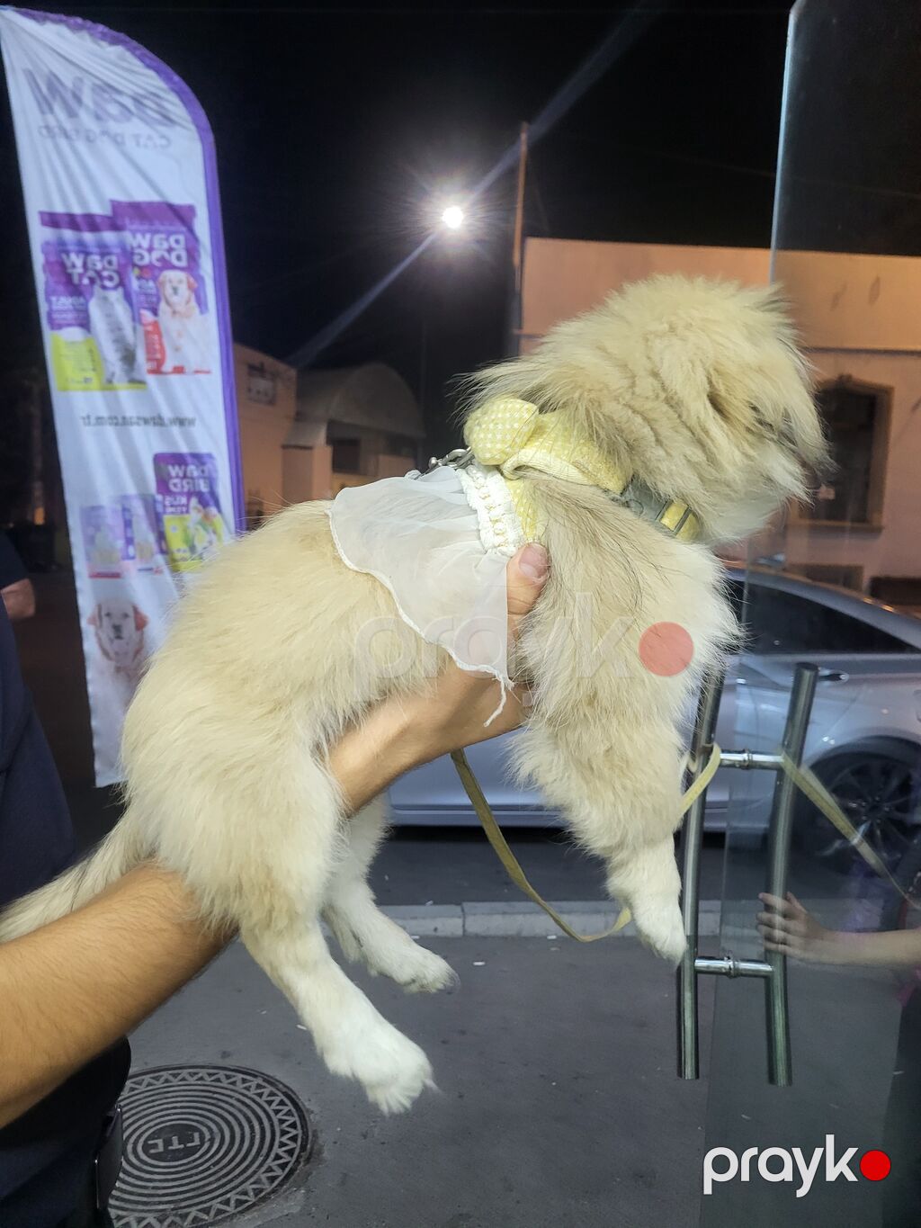 Pekines, 3 ay, Dişi, Pulsuz çatdırılma — Köpəklər, Gəncə (3)