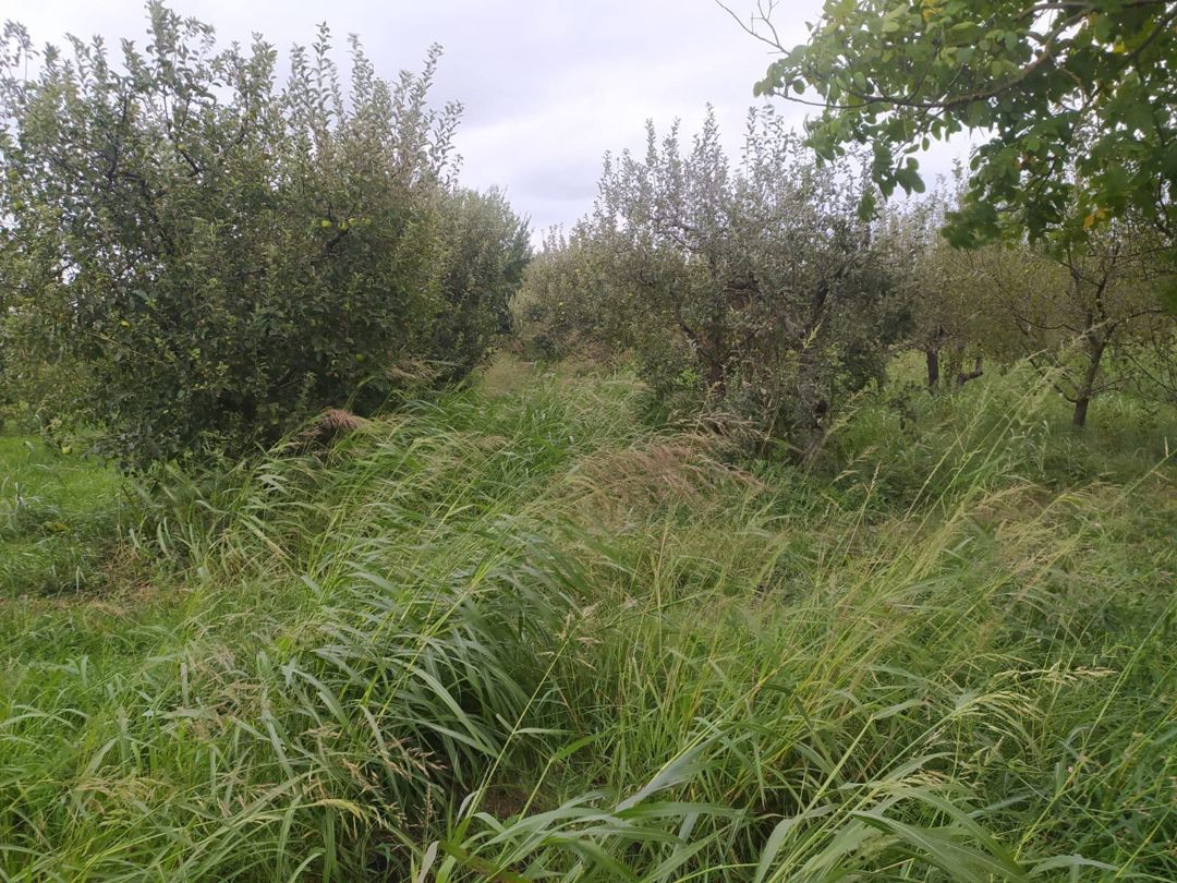 90 sot torpaq sahəsi, Quba r — Torpaq, Quba (4)