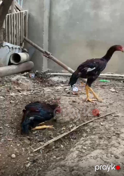 Heyratı — Bakı