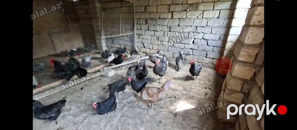 Toyuq, Damazlıq, Ünvandan götürmə — Quşlar, Bakı (3)