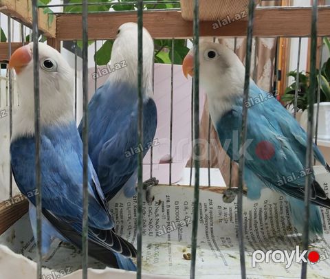 Salam fişer bala satılır yeni dən yeməyə başlayıb, ağ başlar — Bakı