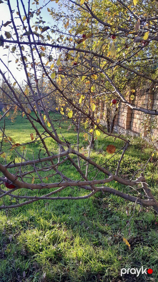 5 sot torpaq sahəsi, Qəbələ ş — Torpaq, Qəbələ (6)