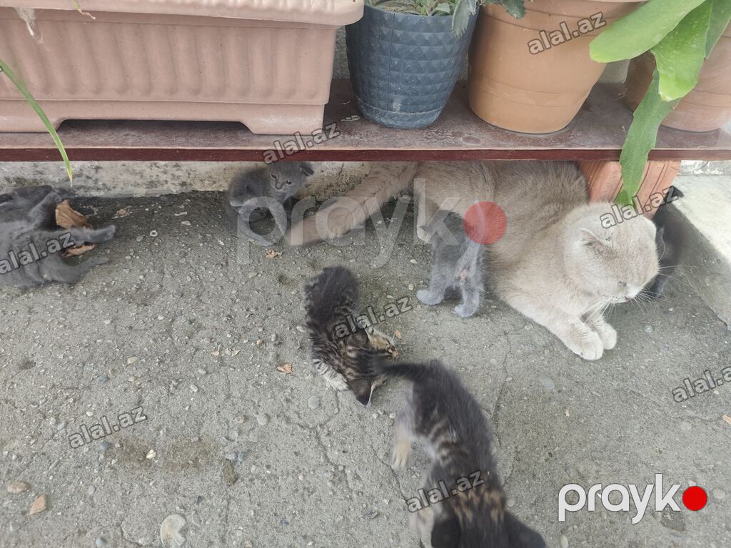 Şotland yastı qulaq, Yaxşı əllərə — Pişiklər, Mingəçevir (2)