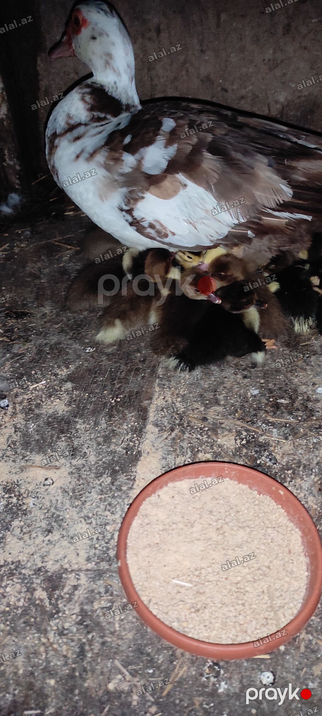 Krasnadar və Zümrudü lal ordəy balalaridı ana ata səkildə gorduyüvüzdu — Quşlar, Bakı (3)
