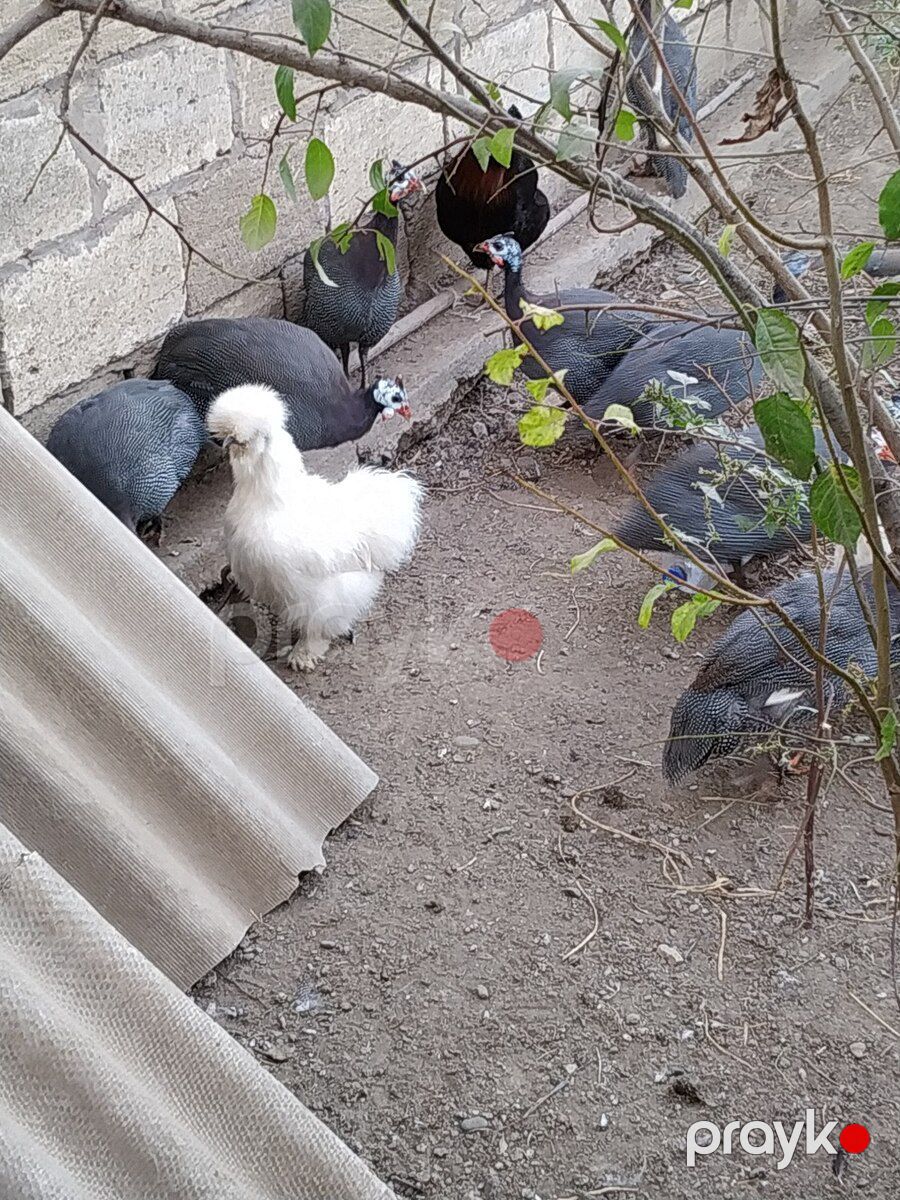 Firəng quşları — Quşlar, Sabirabad (7)