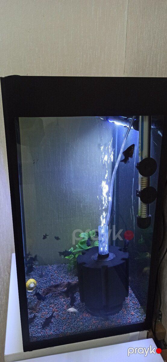 Akvarium — Akvariumlar və balıqlar, Bakı (5)