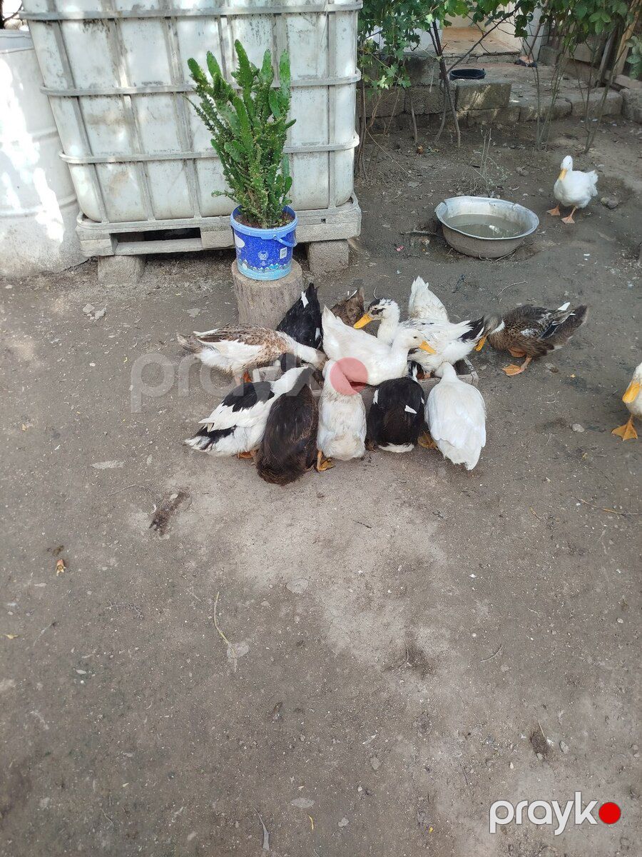 Ördək — Quşlar, Bakı (2)