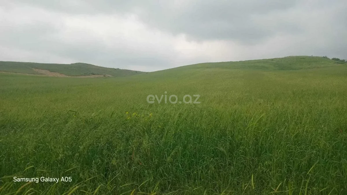 Torpaq sahəsi satılır Şabranda — Torpaq, Şabran (3)