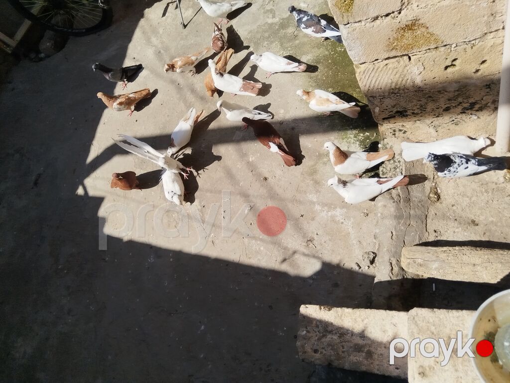 satılır 150 manat 22 quş gəncə — Göyərçin, Gəncə (5)