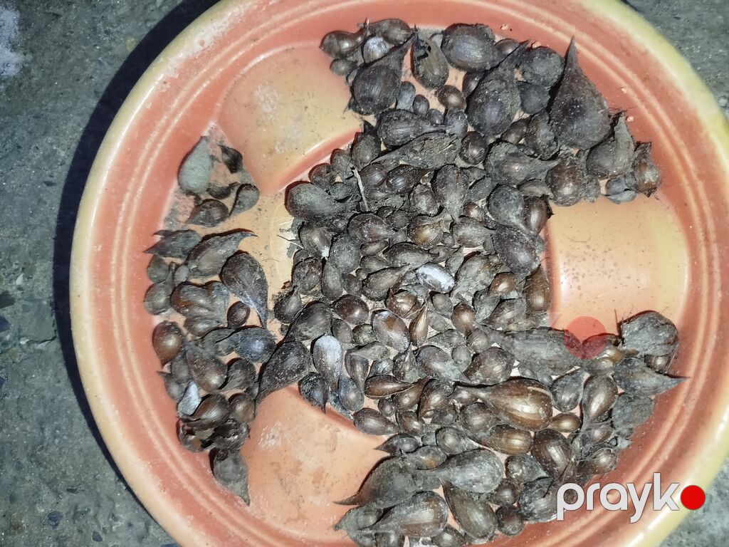 Sarı oxalis (Oxalis pes-caprae) soğanaqları. Parlaq sarı çiçəkləri və — Bitkilər, Digah (3)