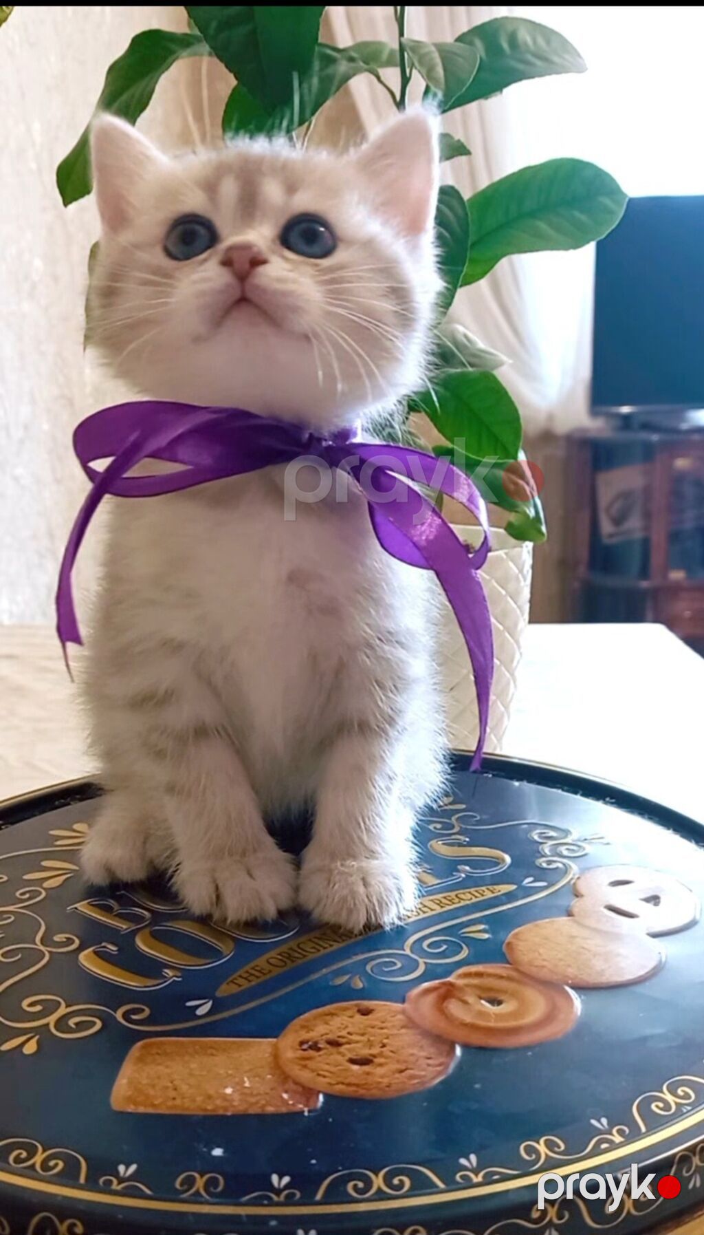 Tabbi, Dişi, Yaxşı əllərə, Ünvandan götürmə — Pişiklər, Bakı (4)