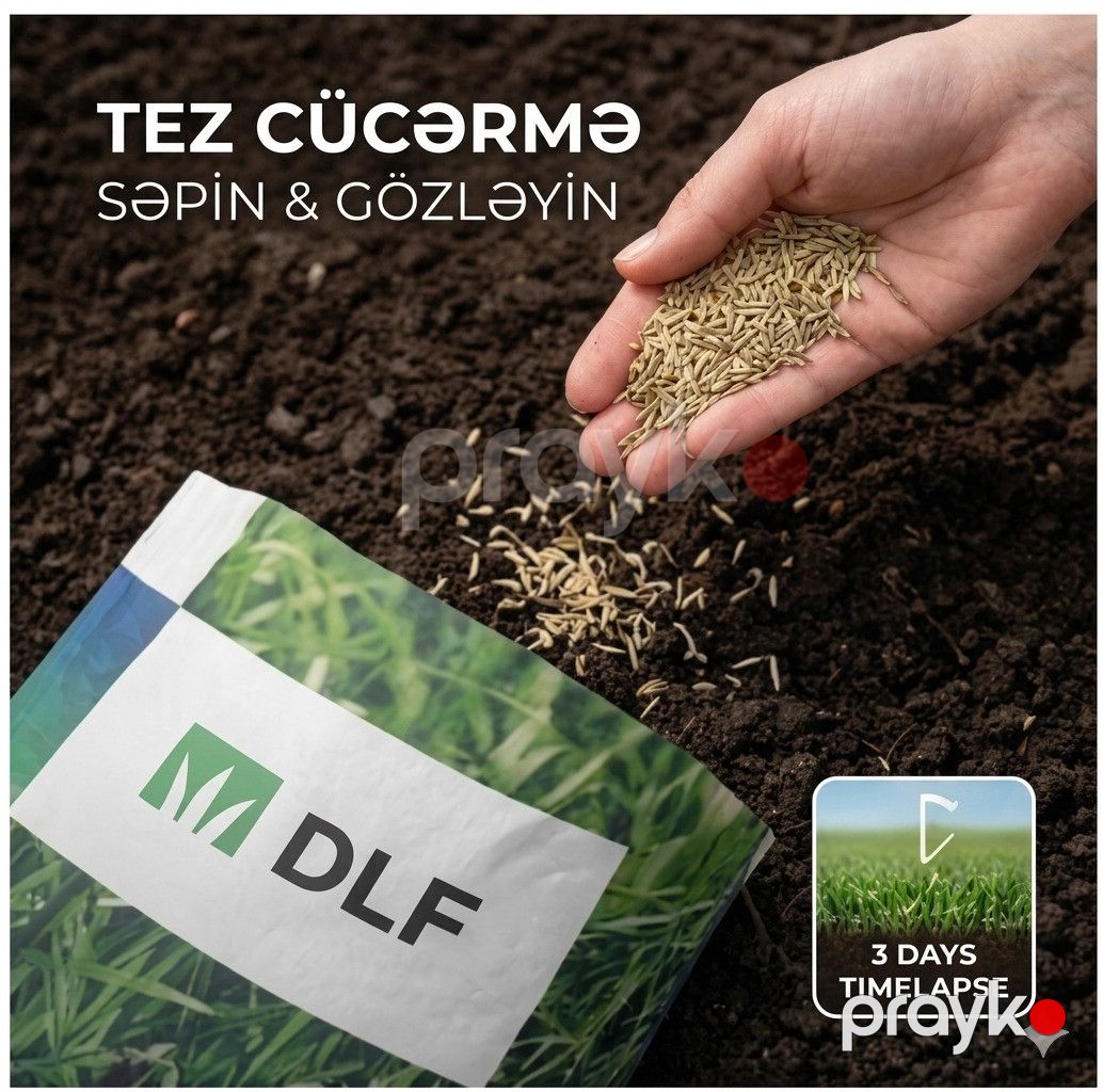 Qazon otu toxumu 5 kq — Mallar, Bakı (3)