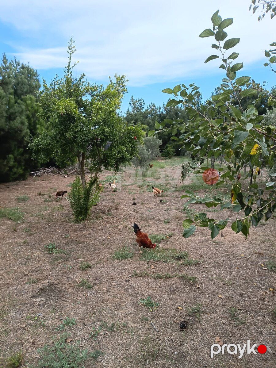 Xoruz və toyuqlar — Quşlar, Bakı (2)