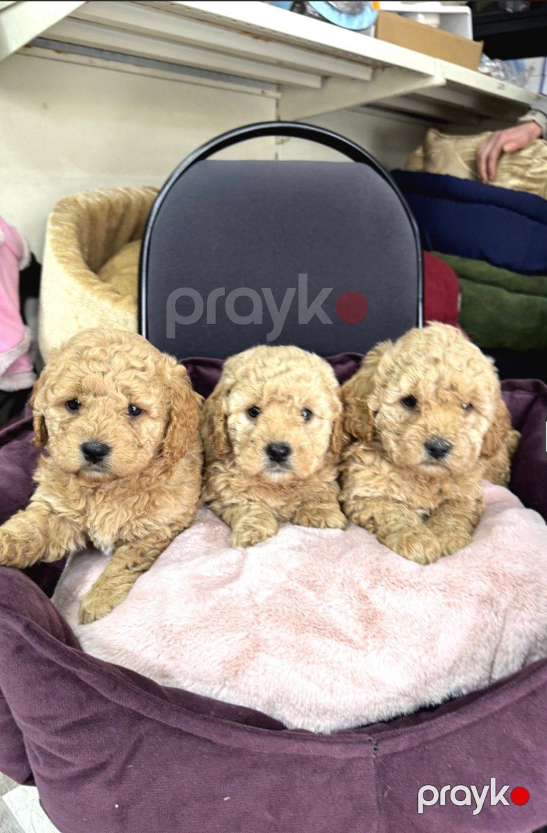 Micro toy Poodle balaları — Köpəklər, Bakı (3)