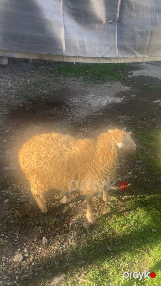 Quzular — Kənd təsərrüfatı heyvanları, Şəki (4)