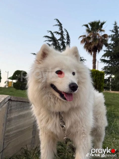 Samoyed, 4 il, Dişi — Bakı