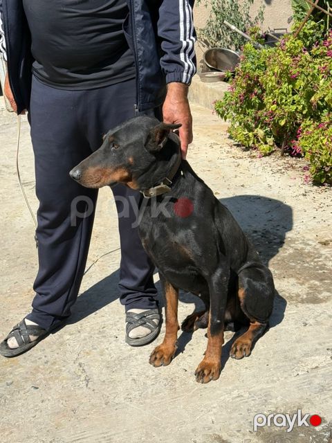 Doberman — Bakı