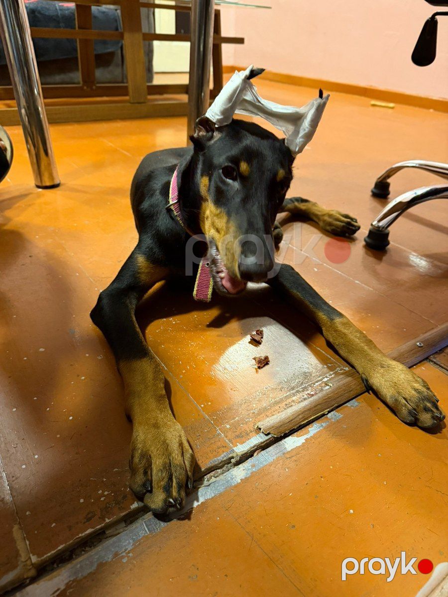 Doberman — Köpəklər, Bakı (3)