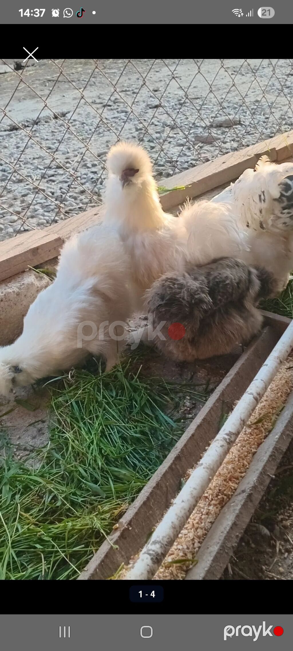 Toyuq, Brama, Damazlıq — Toyuq və xoruz, Masazır (4)