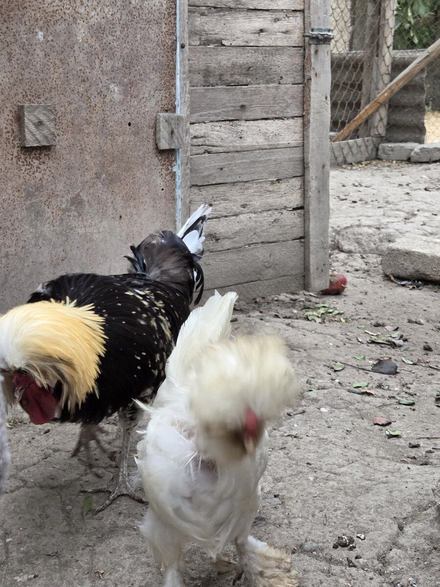 Fizan xoruzu — Quşlar, Bakı (2)