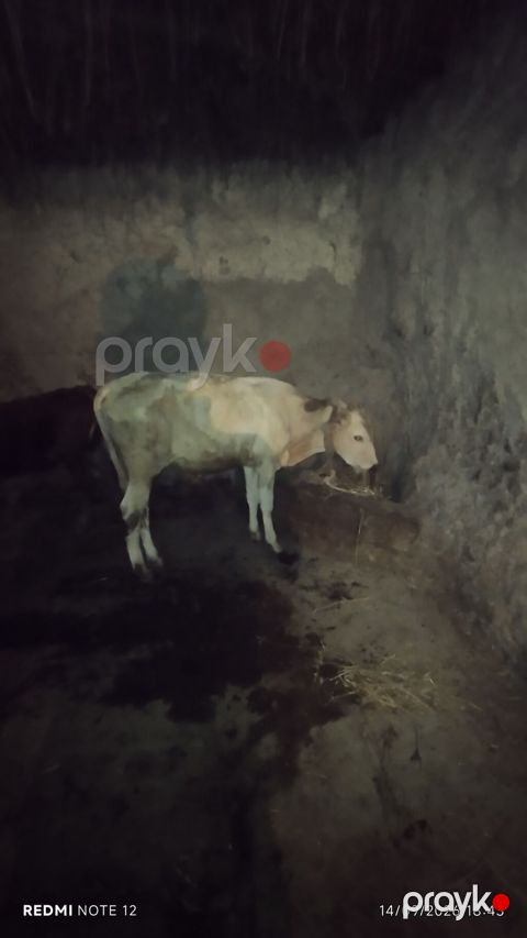 Iki erkek — Siyəzən