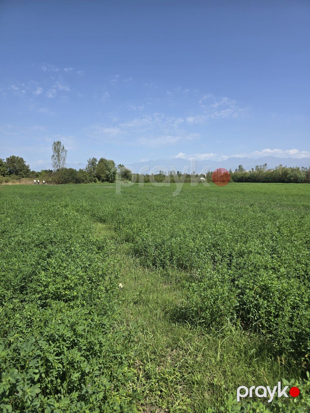 Satılır torpaq 500 sot — Torpaq, Qəbələ (7)