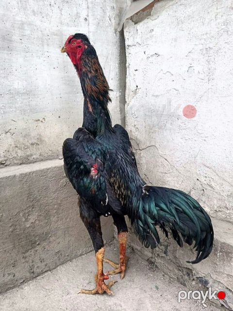 Heyratı xoruzu — Ağstafa