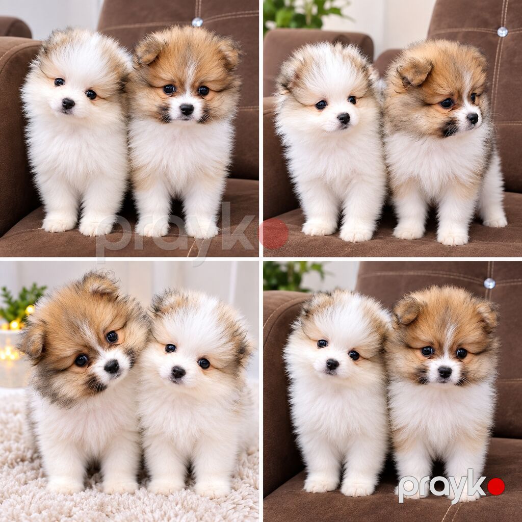 Pomeranian Spitz balaları – iki ədəd, eyni bala yuvasından — Digər, Digah (2)
