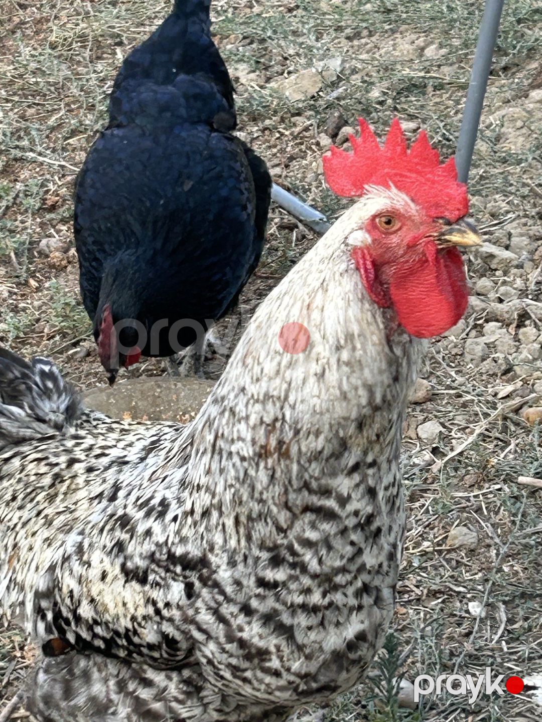 Xarkov xoruzu — Quşlar, Sumqayıt (2)