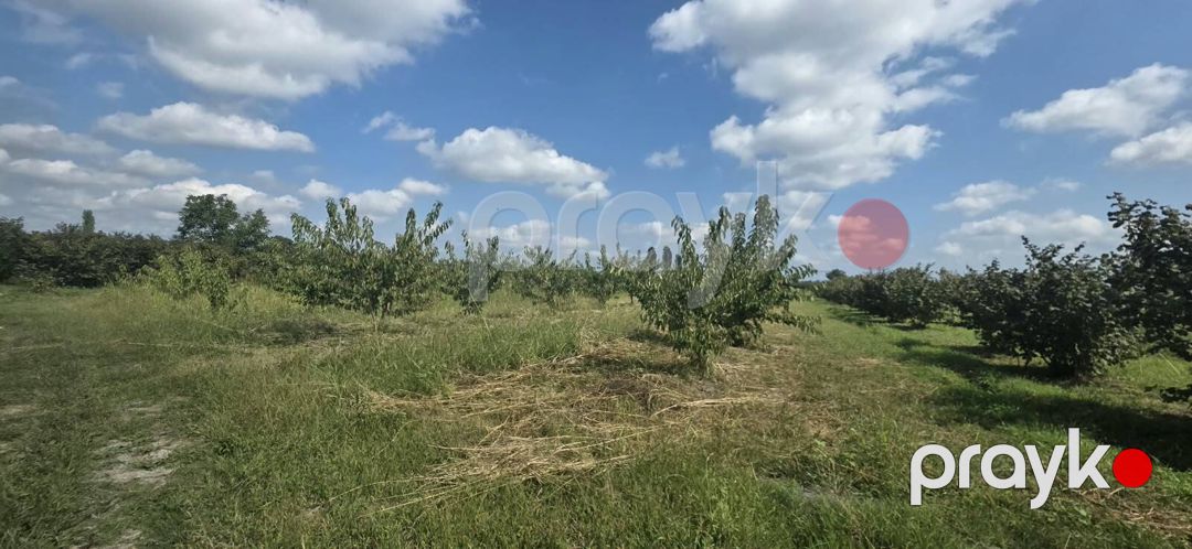 Satılır torpaq 300 sot — Torpaq, Xaçmaz (4)