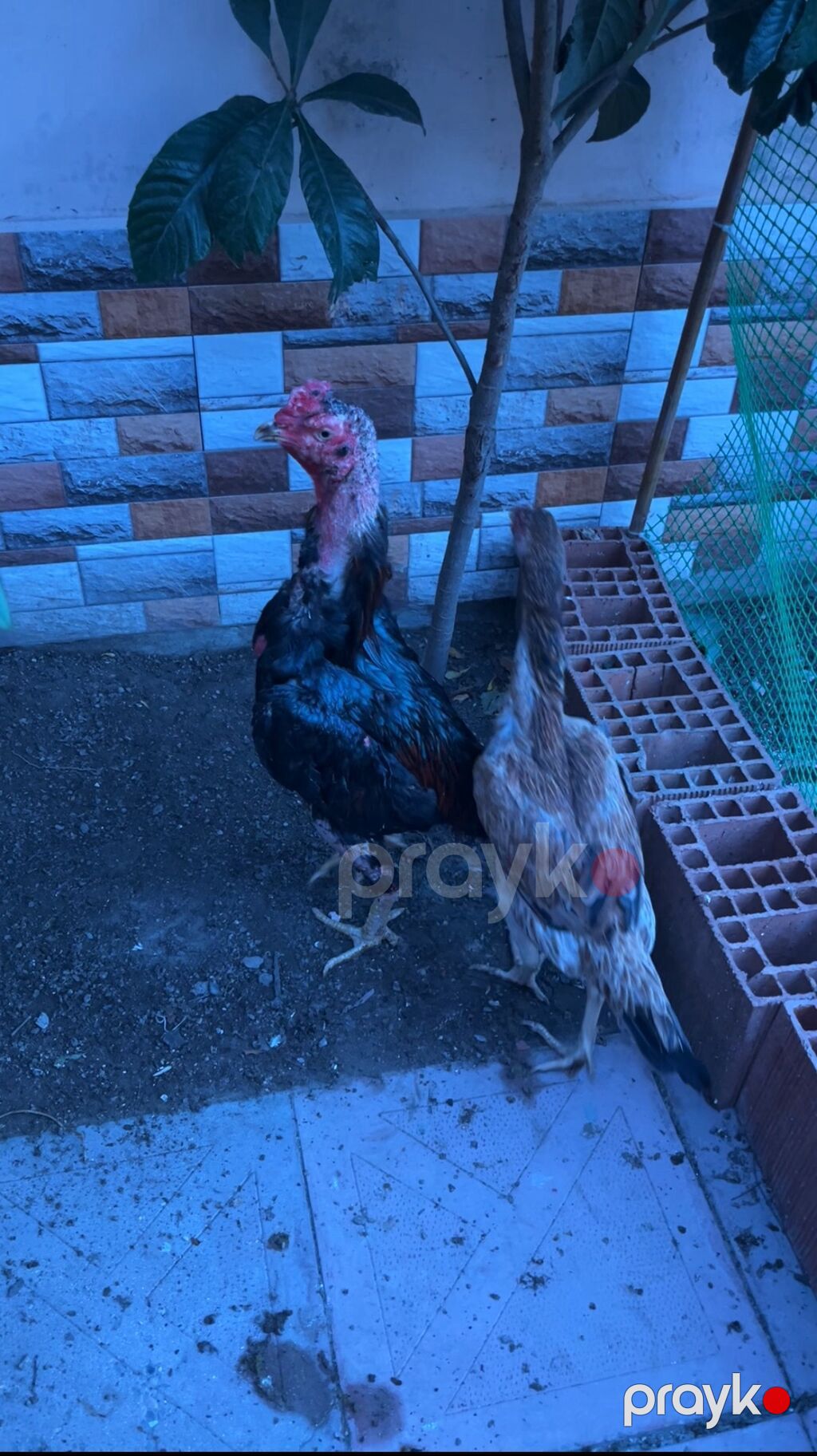 Heyratı xoruzları toyuqlarda var cucədə — Toyuq və xoruz, Mehdiabad (3)