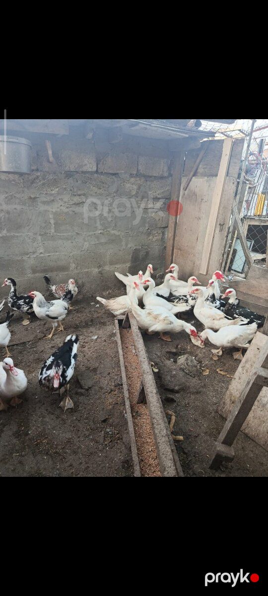Ördəklər — Quşlar, Bakı (2)