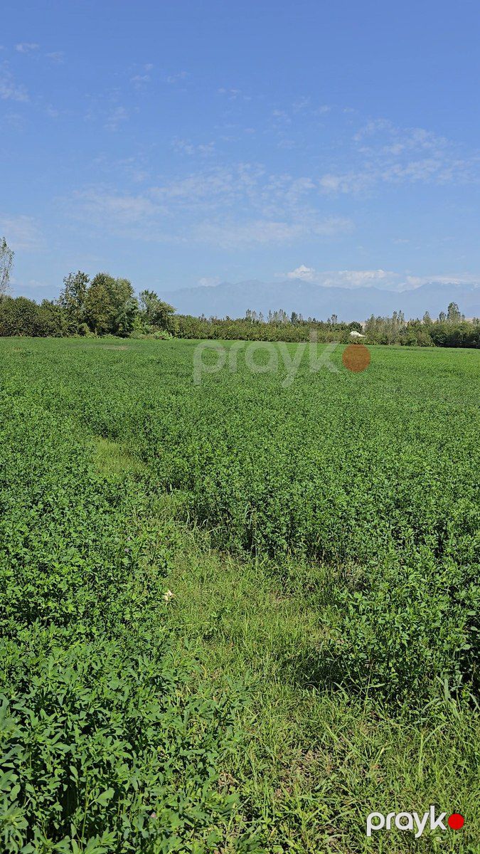 Satılır torpaq 500 sot — Torpaq, Qəbələ (6)