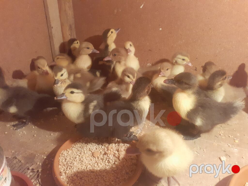 17 dene 3 gunluk ordek balalari biri 4 azn 055 880. 85. 29 — Digərləri, Xırdalan (10)