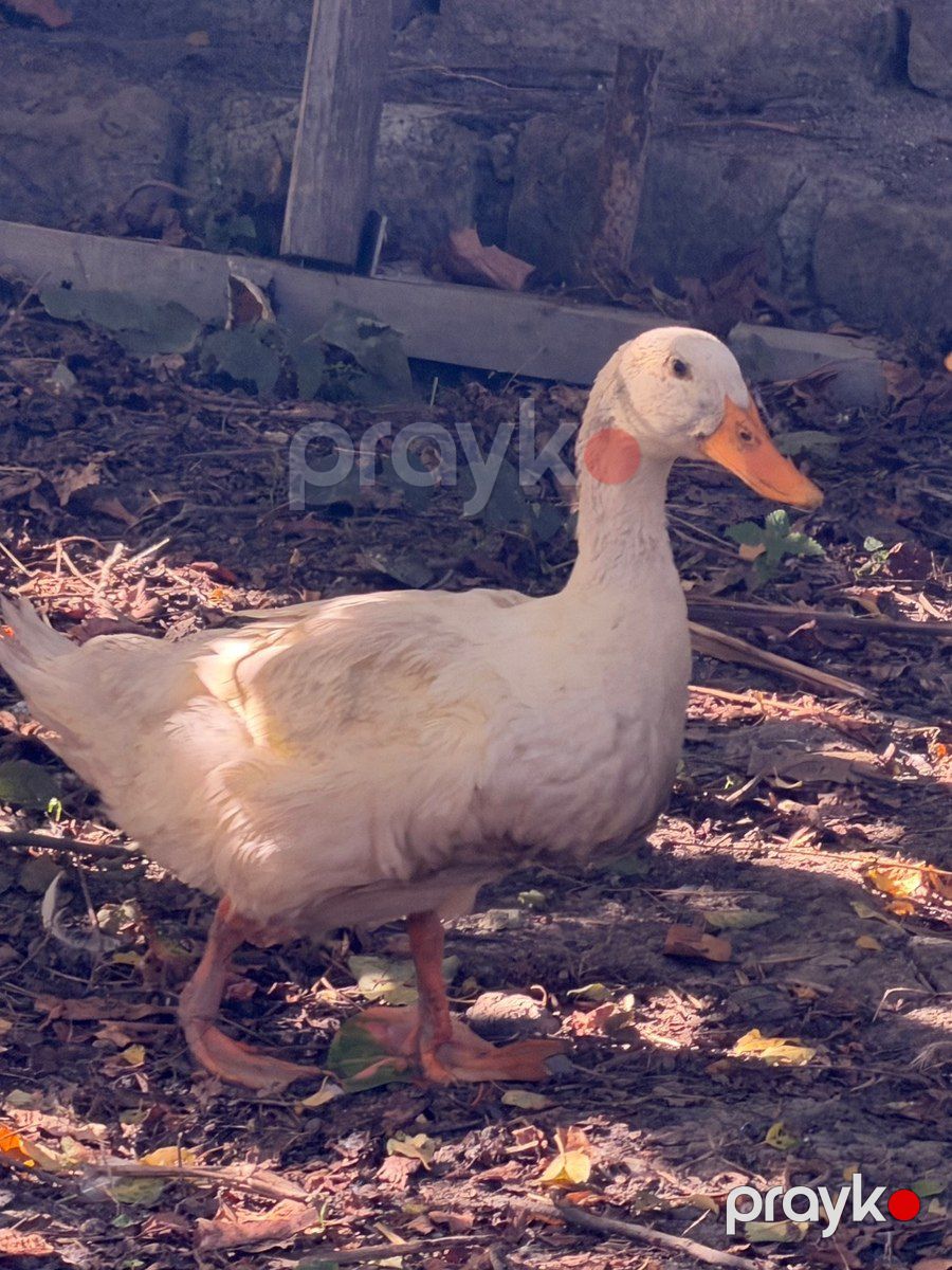Pekin ördəkləri — Quşlar, Bakı (3)
