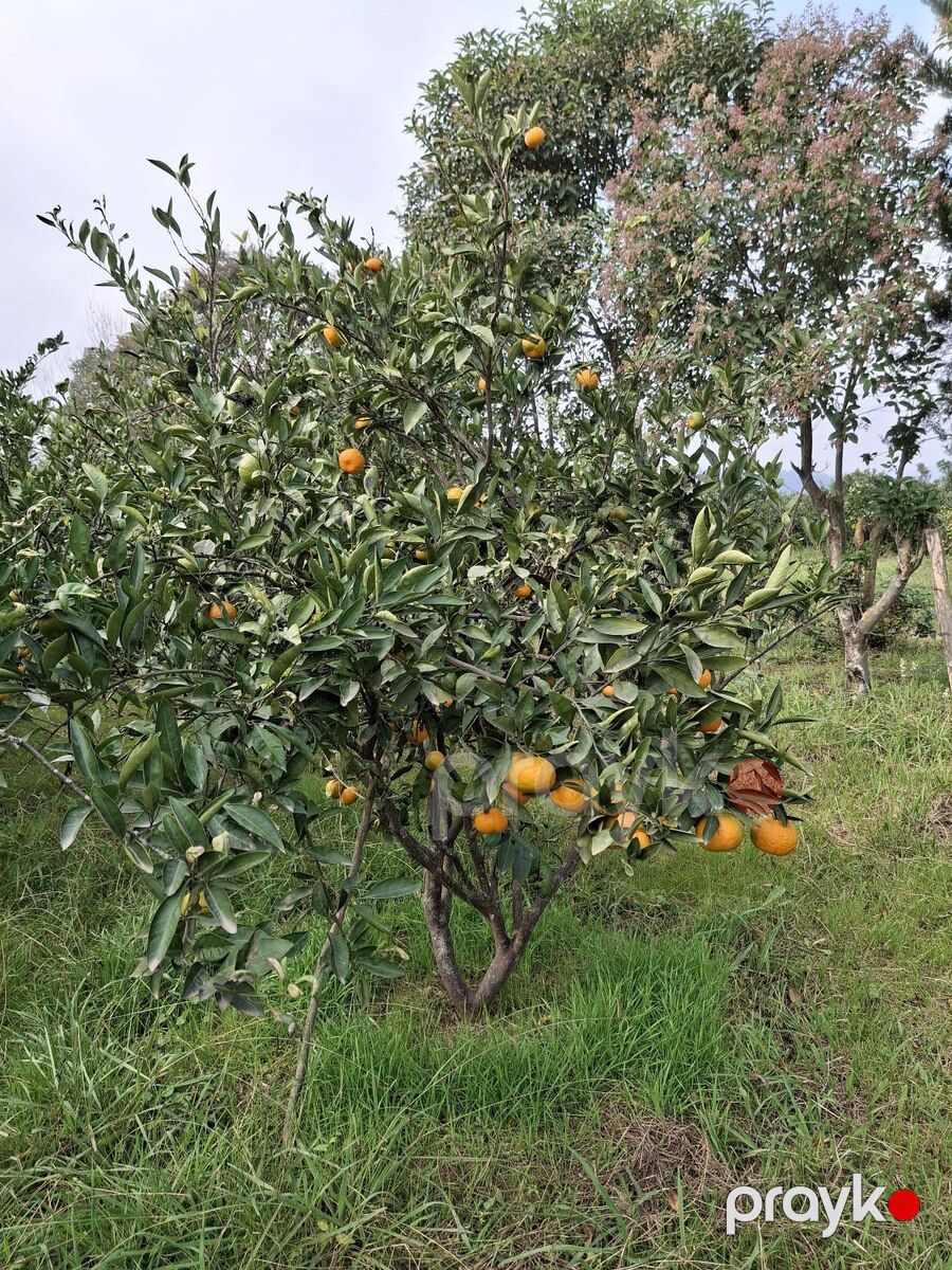 15 sot torpaq sahəsi, Astara r — Torpaq, Astara (6)