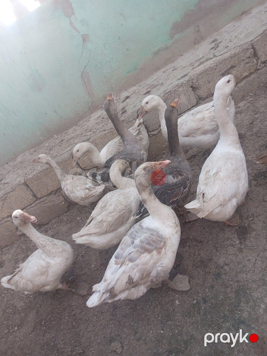 Qazlar və Lal ördəklər — Quşlar, Bakı (3)