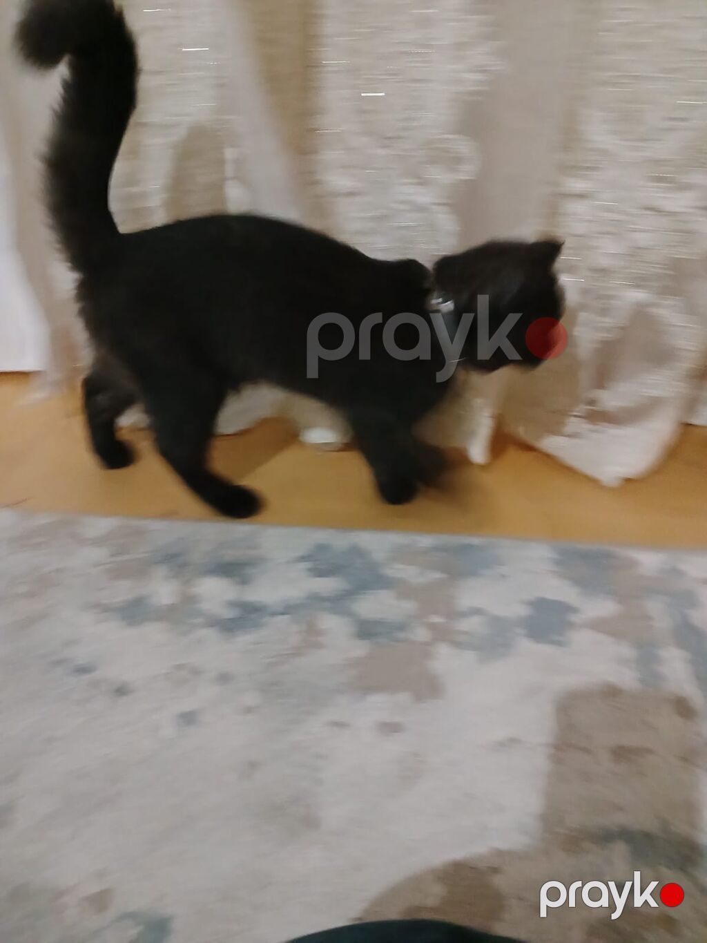 Şotland, Dişi, Ünvandan götürmə, Ödənişli çatdırılma — Pişiklər, Sumqayıt (5)