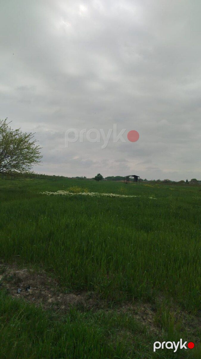 567 sot torpaq sahəsi, Şabran r — Torpaq, Şabran (3)