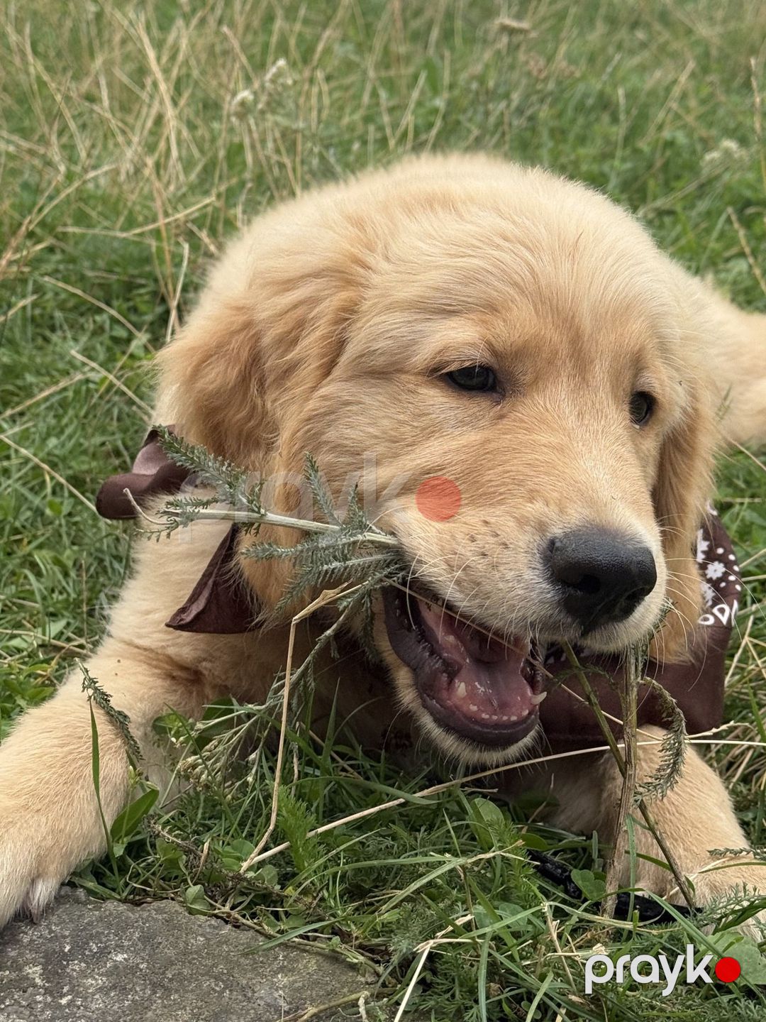 Golden Retriver balası — Köpəklər, Bakı (3)
