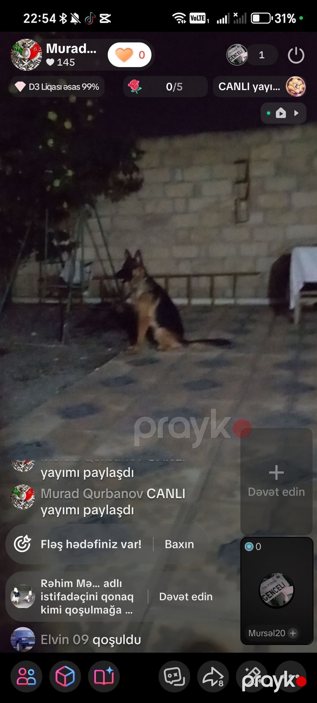Alman çoban iti — Köpəklər, Samux (7)